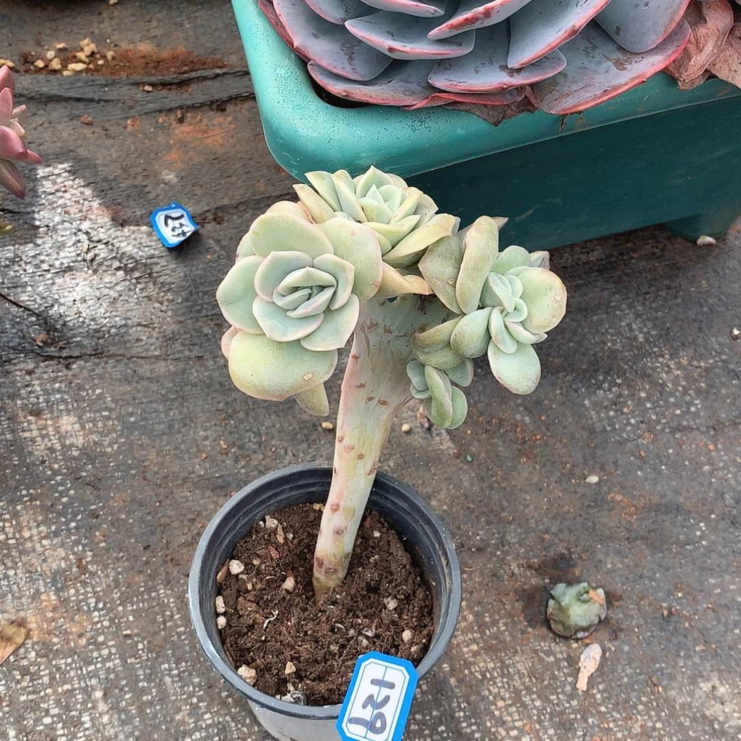 129可爱玫瑰缀一物一拍多肉