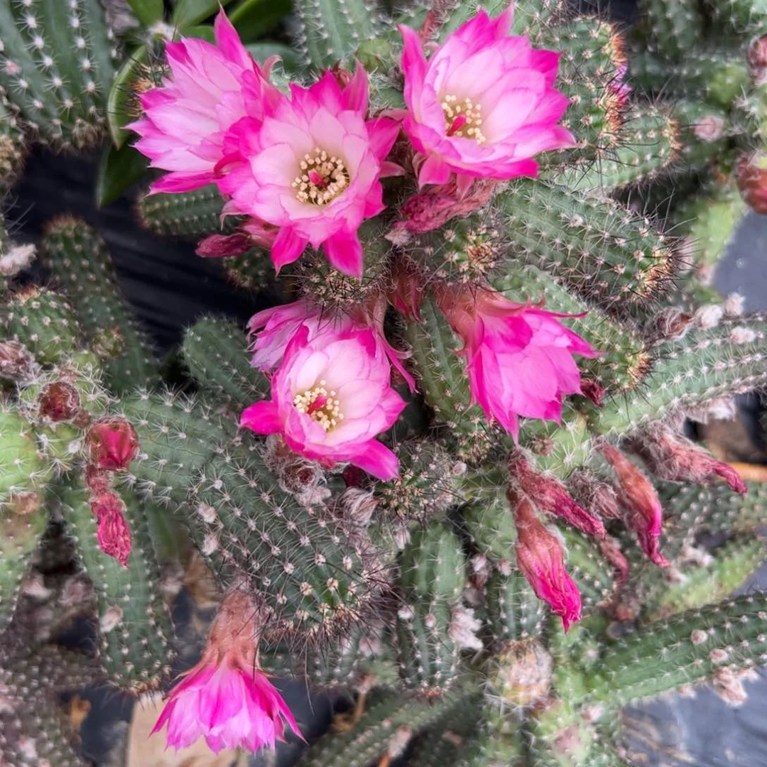 白檀仙人球261侧芽随机