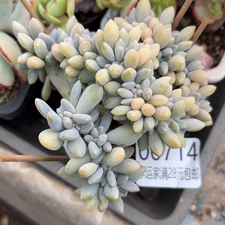 幸运的是我还在努力地