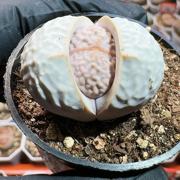 生石花111111。 287