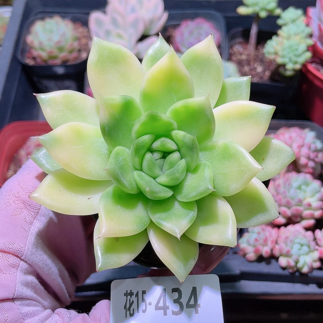 花利美15-434新品锦