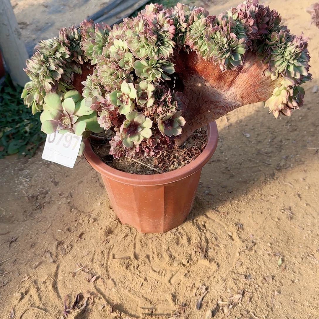 797万缀朵朵一颗呀呀