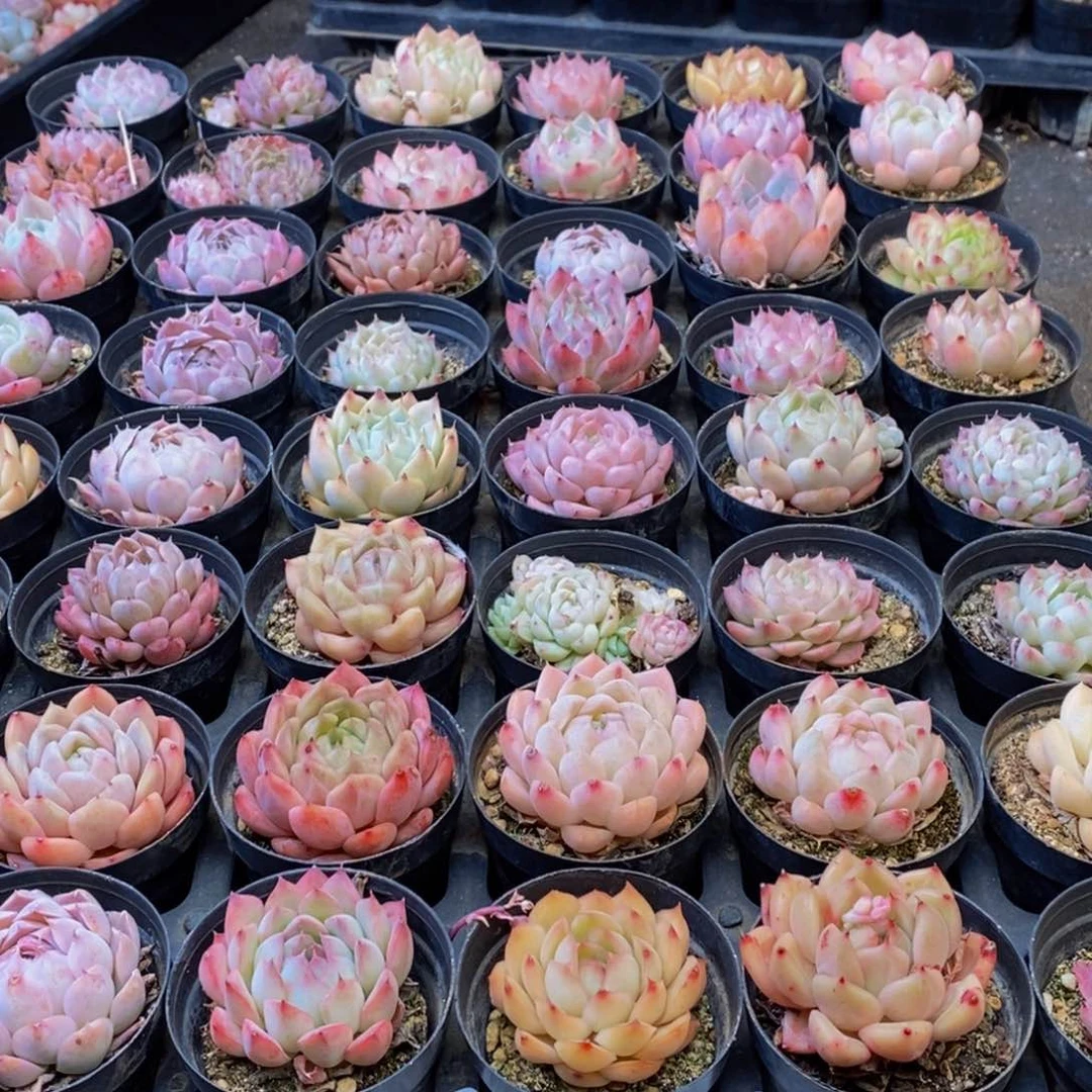 014多肉植物保护研究所所长助理