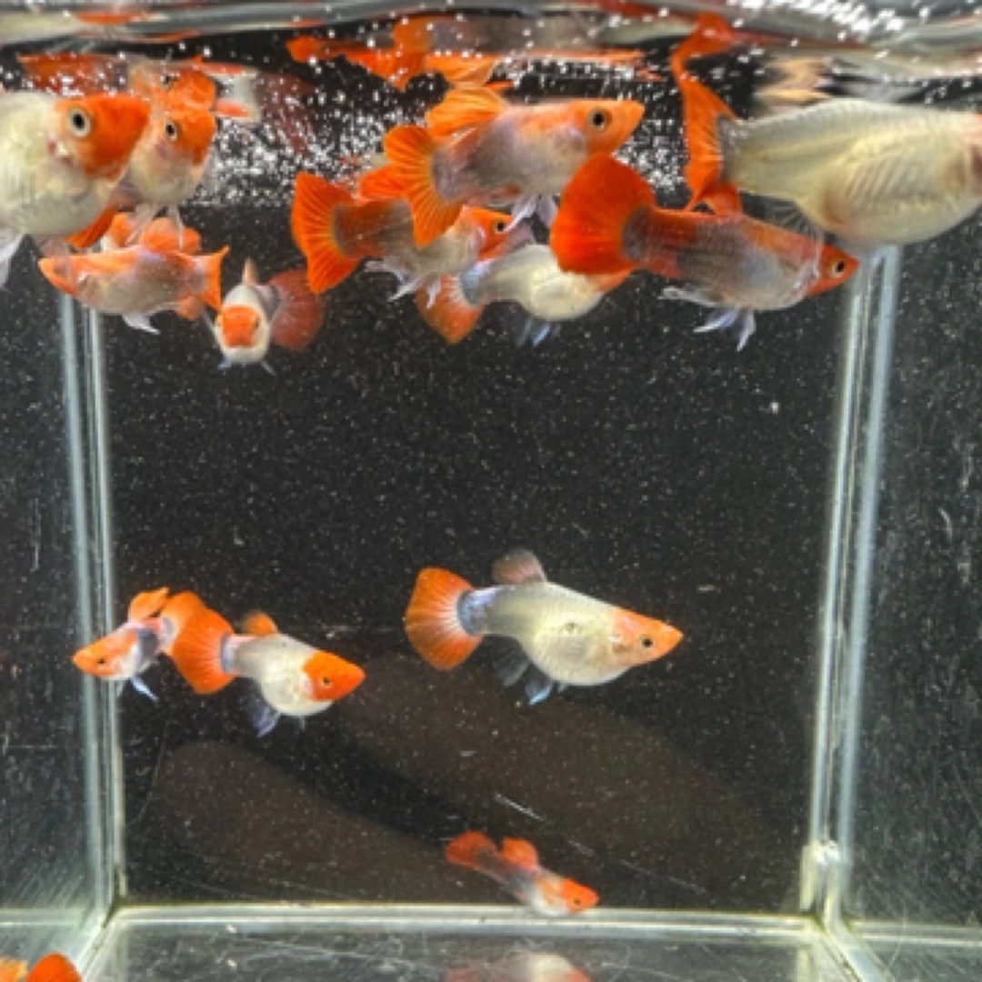直播间福利精品孔雀鱼小亚成蓝贵族球体（入缸后不包损）