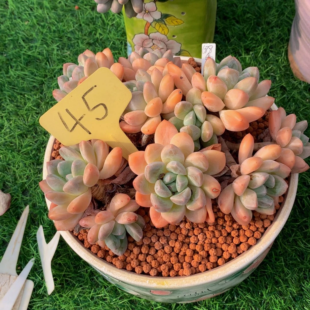*****读肉植物273737373737