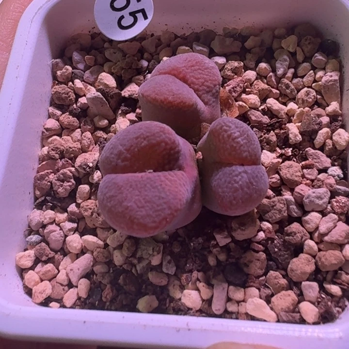 55号3头一物一拍