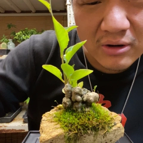 红陶一物一拍所见即所得154