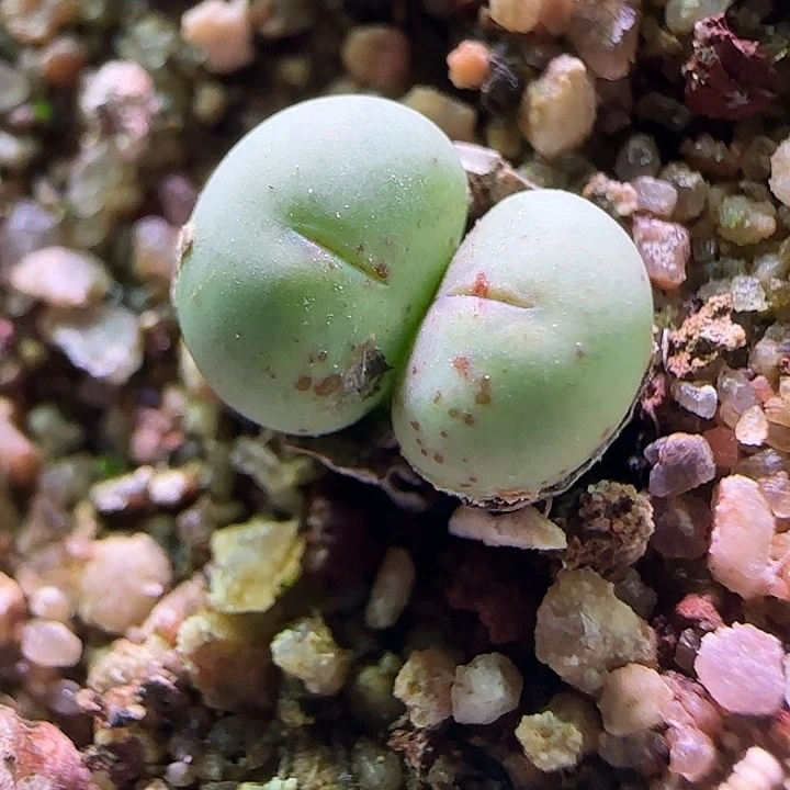 开播福利来啦。057