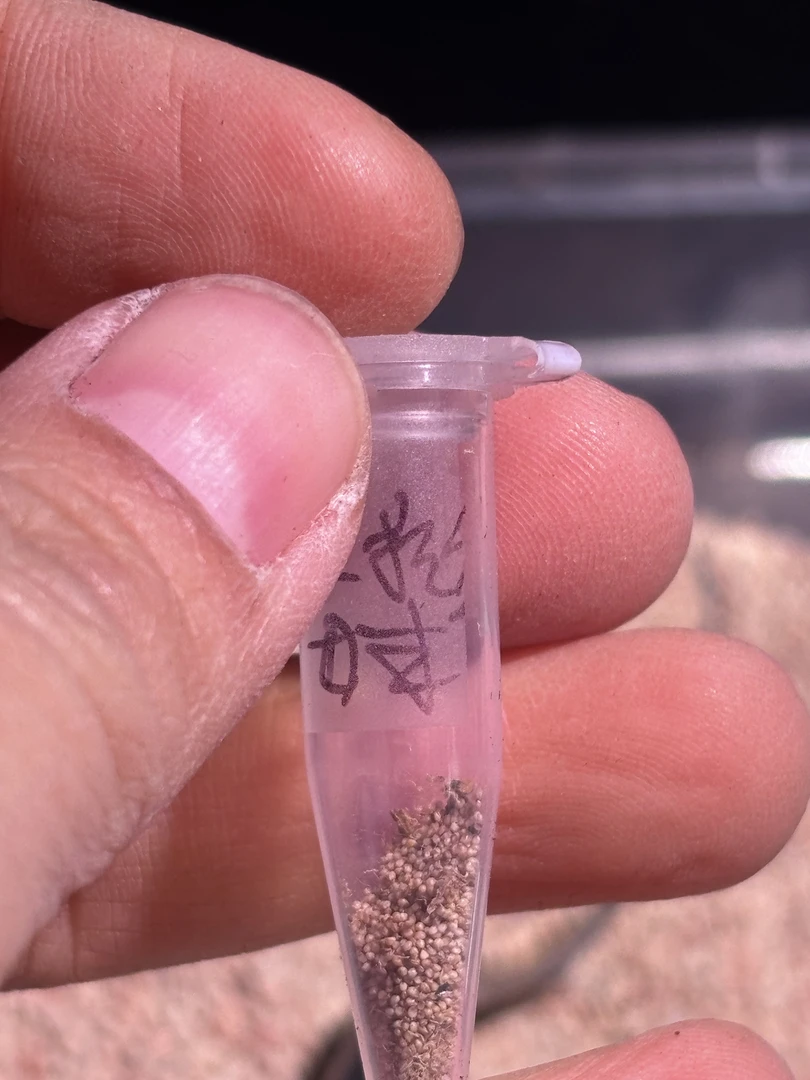 60粒五十铃玉锦多肉植物锦种子