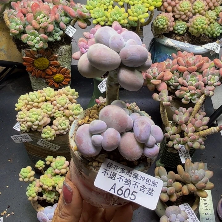 芭比奶酪605/6cm多肉