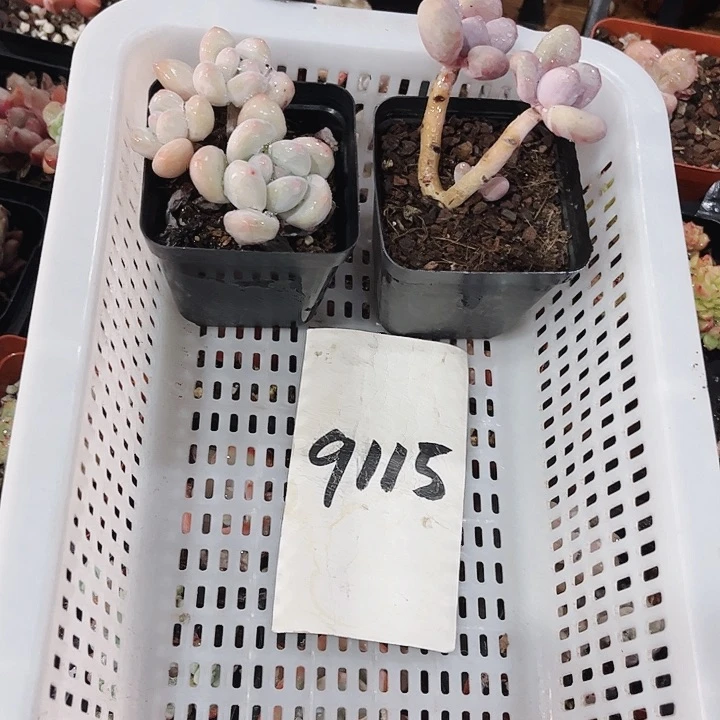 梦9115密密麻麻密密麻麻吗