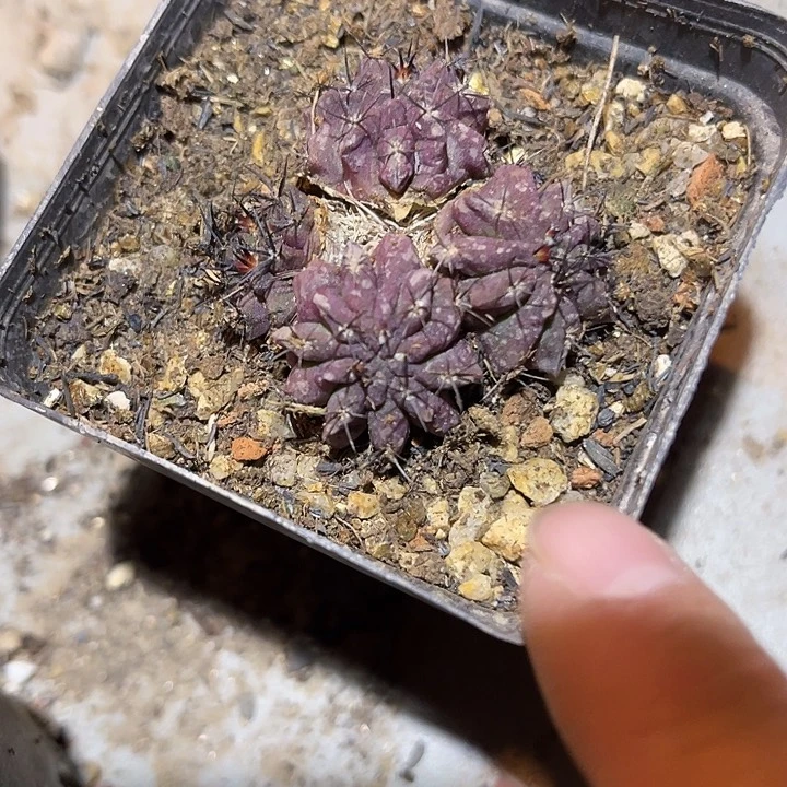 满38包邮2天凑单，脱土晾根发货多肉植物