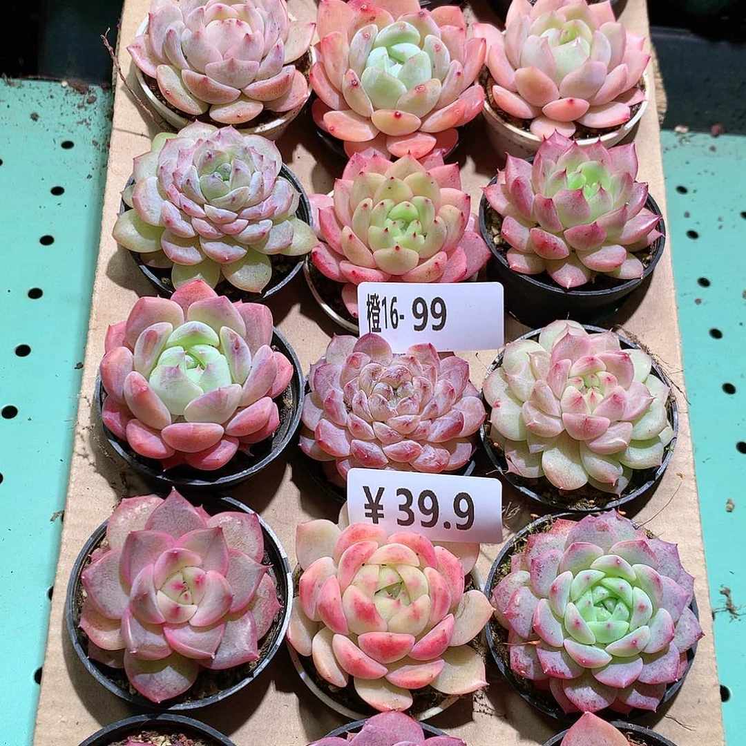 16-99一物一拍带盆18颗