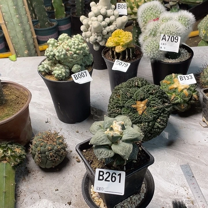 完全开放261怒涛一个