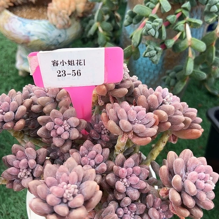 23.56星戴露一个脱土