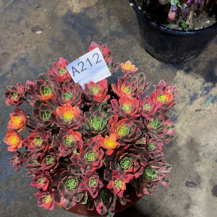 阿***.无花朵甜茶2120000000000000