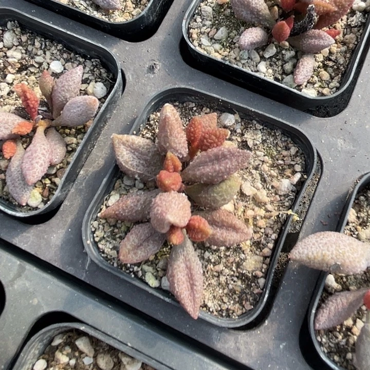 水泡002满25包邮