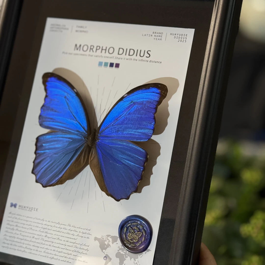 大蓝闪蝶didius生日礼物送女友礼物创意礼品家居好物蝴蝶标本相框