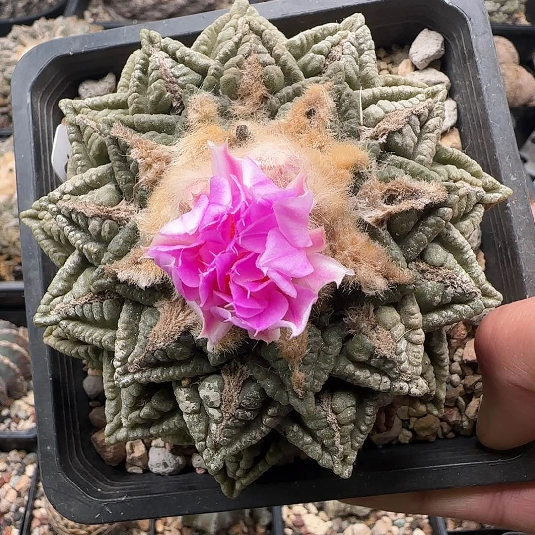 龟甲牡丹111111111111111