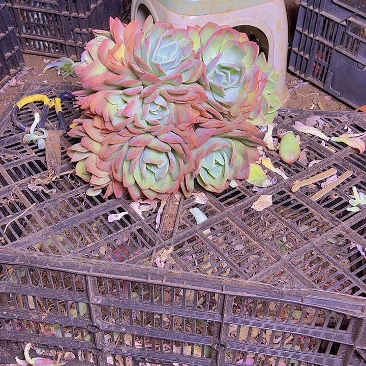 白凤大奇罗两颗一起55块。