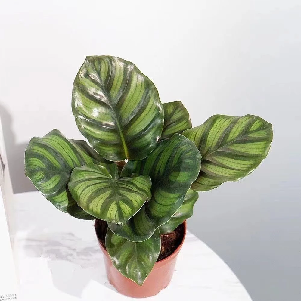 红苹果竹芋盆栽彩虹竹芋北欧四季常青办公室耐阴耐热植物网红观叶