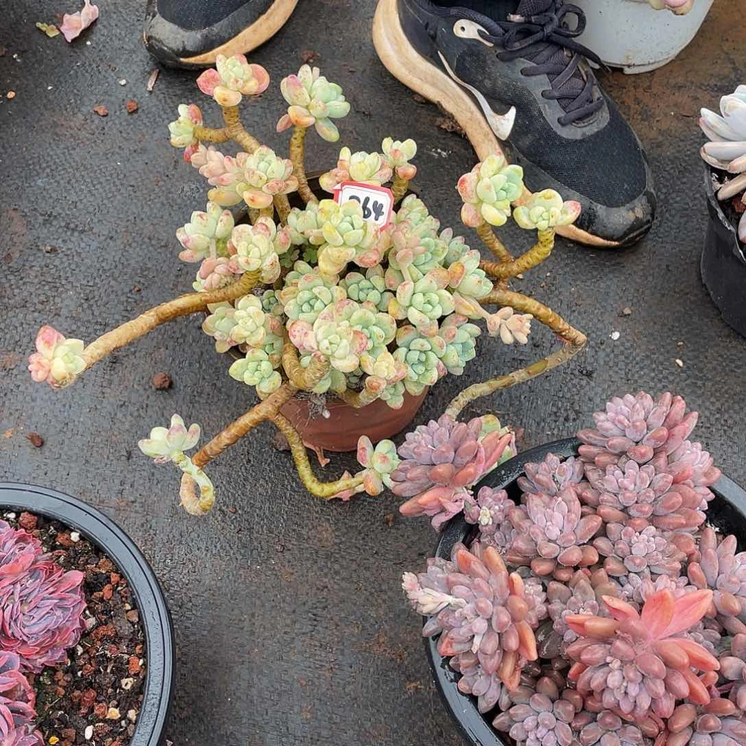 864劳尔 一物一拍多肉