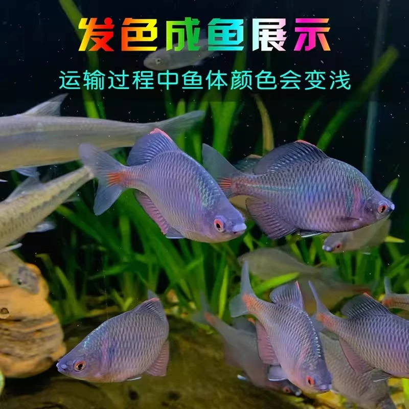 七彩鳑鲏鱼冷水观赏鱼好养耐活小型原生群游鱼