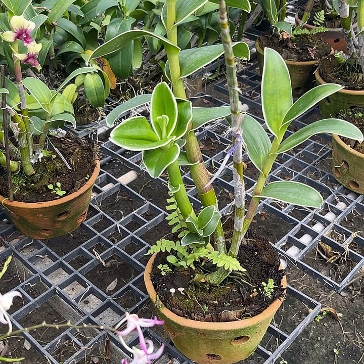 当前无花朵，栽培后可花朵龙飞凤舞413