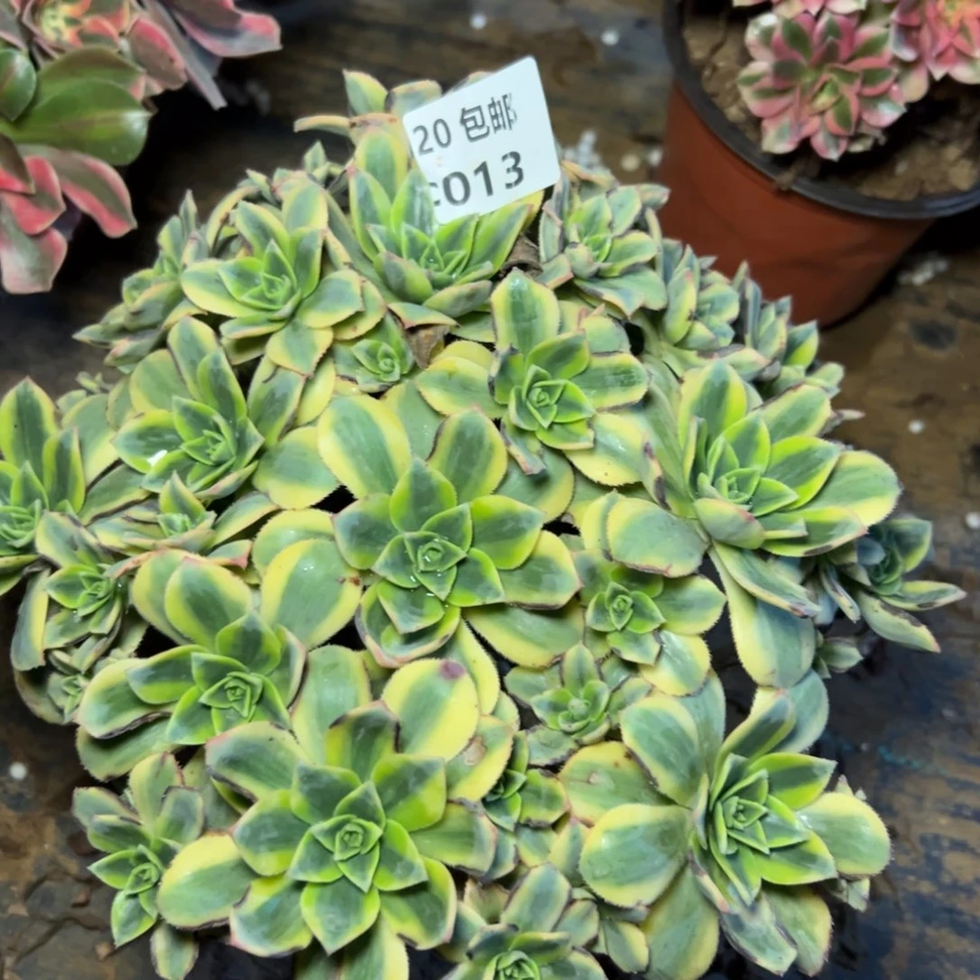 013星爆，满20包邮