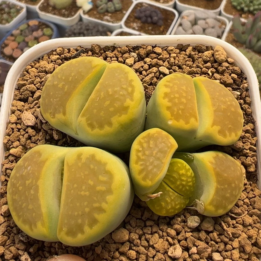 291多肉植物黄巴黎