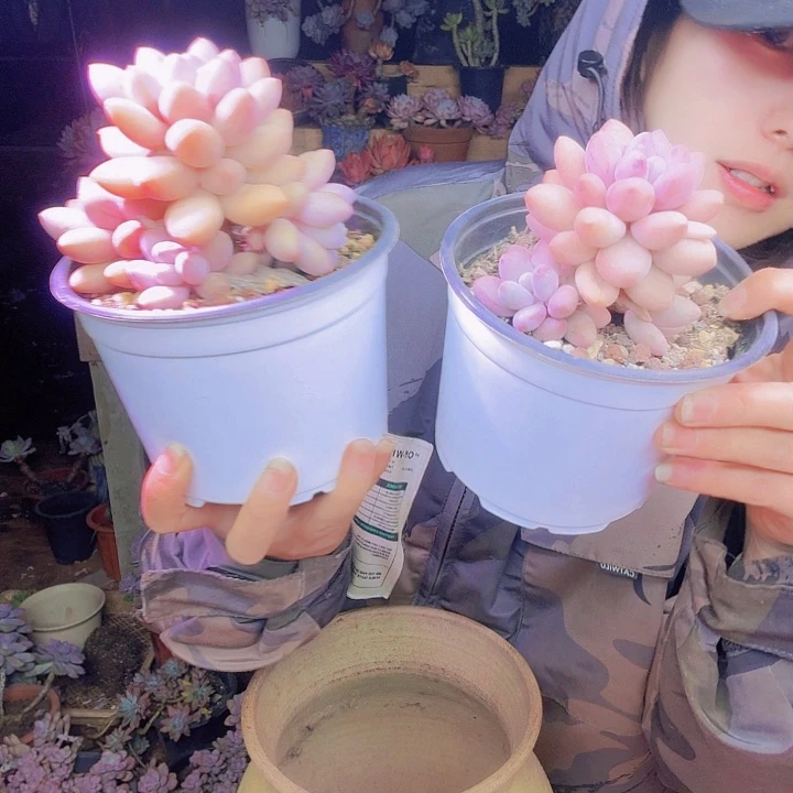 你***的两课粉恋多肉植物一物一拍