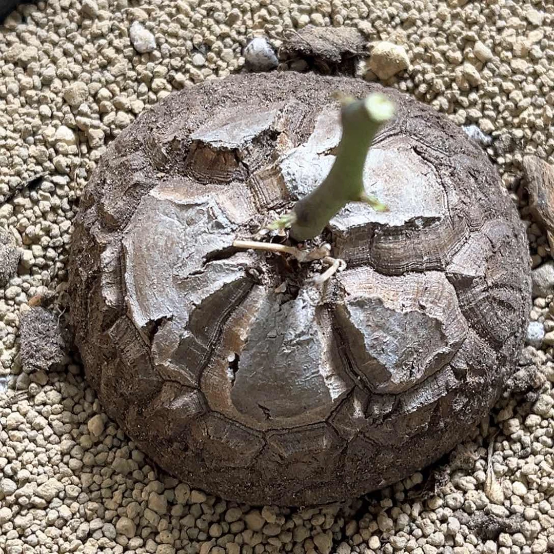 潮流植物 龟甲龙 大甲