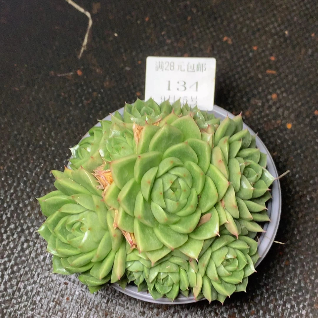 【闪购商品】云134号