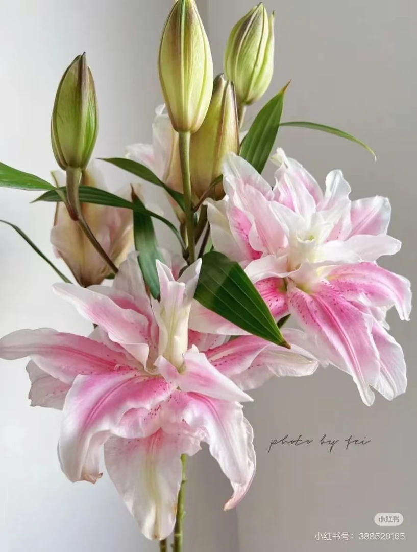 【葡噗花舍】伊莎贝拉重瓣香水百合 基地直发