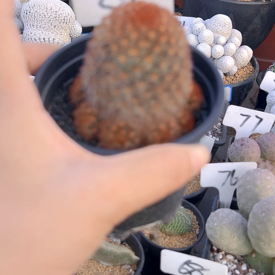 仙人球111111111111111