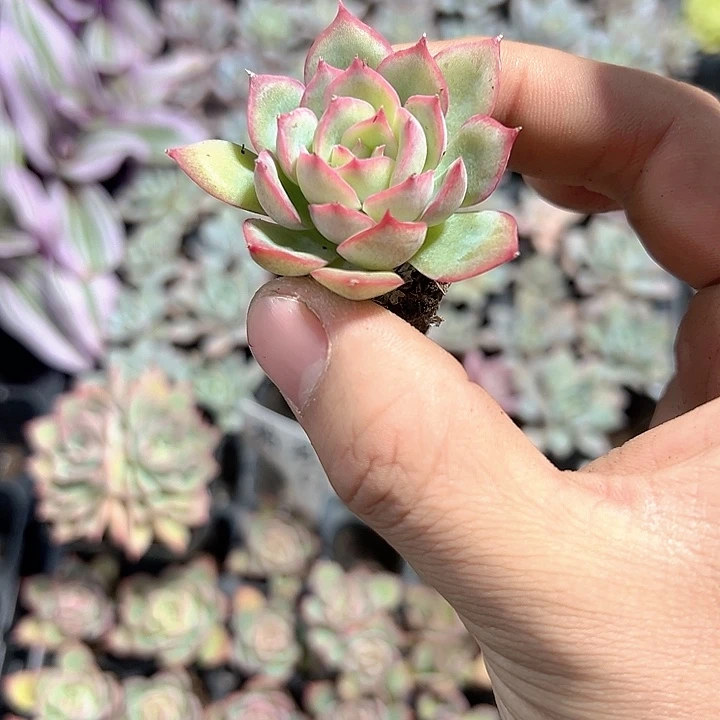 荷花 满10颗包邮