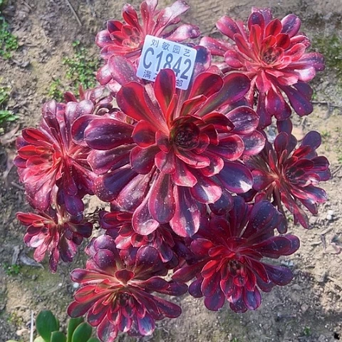 1842丽娜多肉植物法师法师