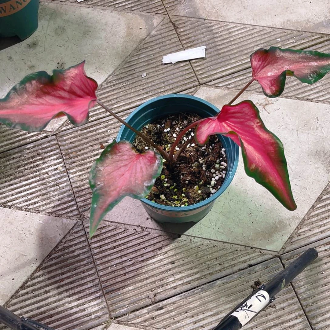 完全开放8643号泰彩