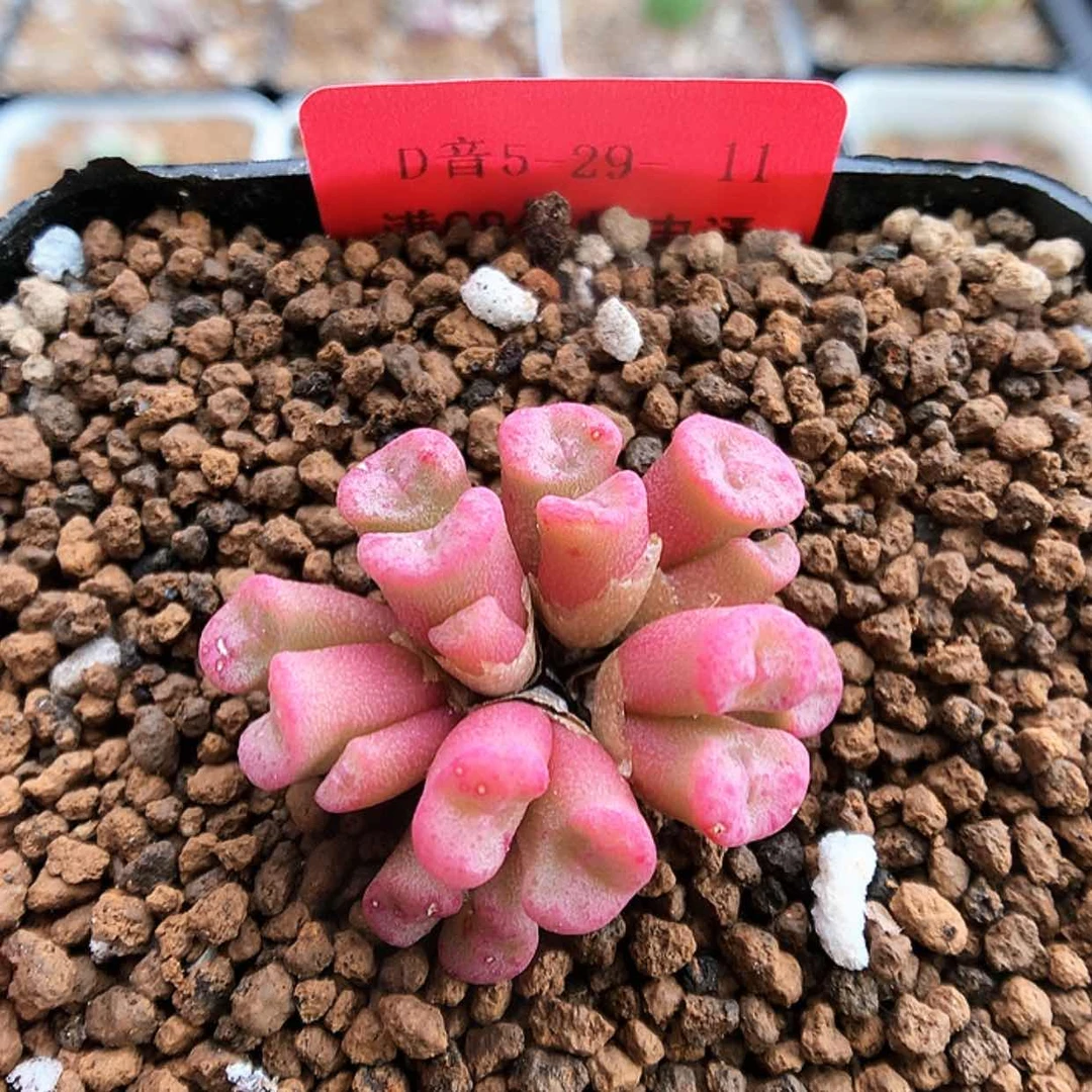 【闪购商品】5-29-11 艾尔玛一群