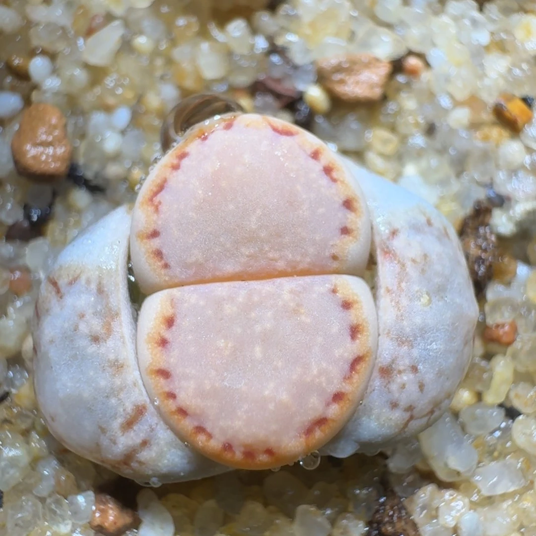 西**风0225-60饼干1621.6