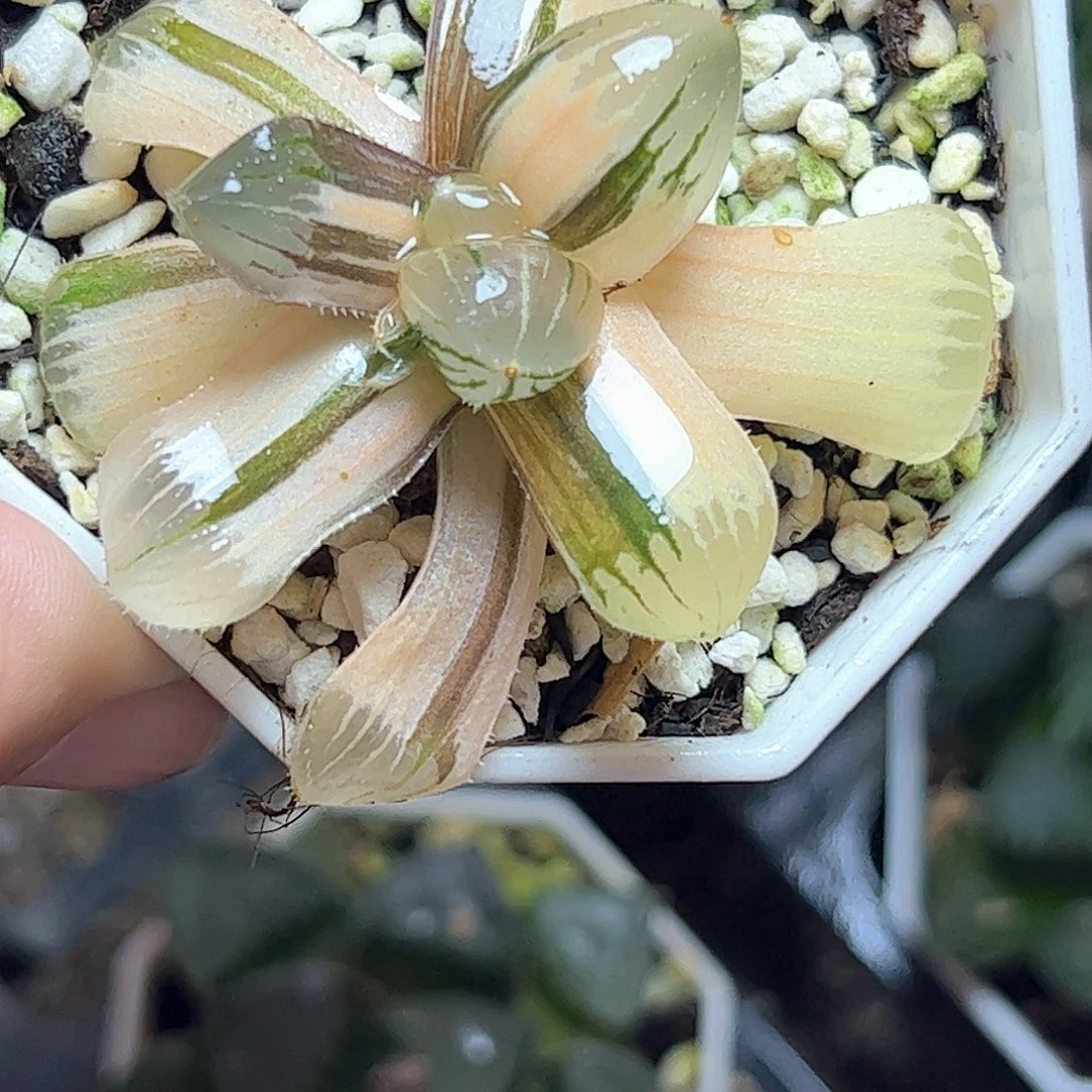 糯玉露锦十二卷多肉