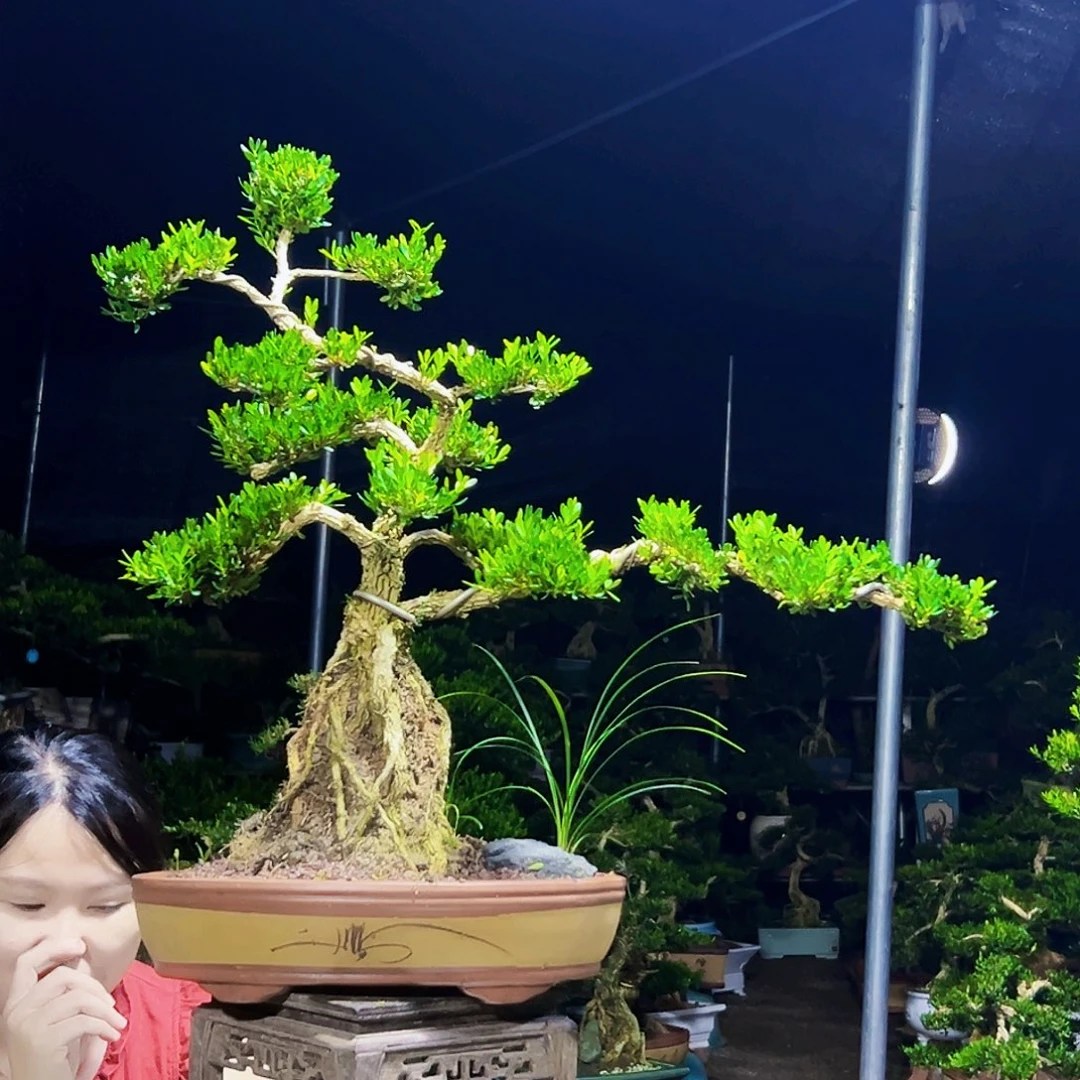 无花朵黄杨木