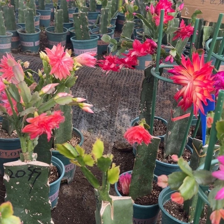 海***奶17号037黄色花朵000000