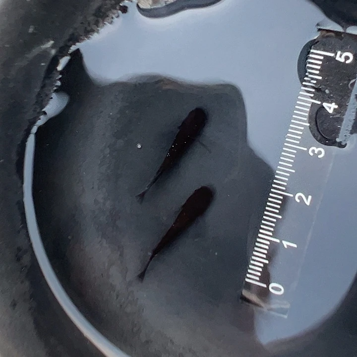 青鳉耀变x漆黑真长鰭1对