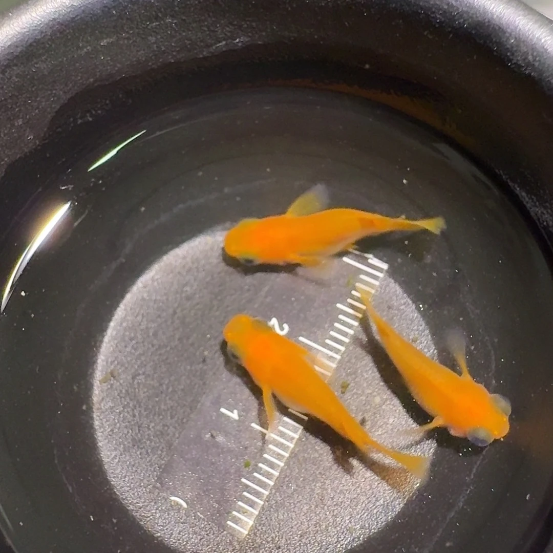 青鳉鱼一物一拍207