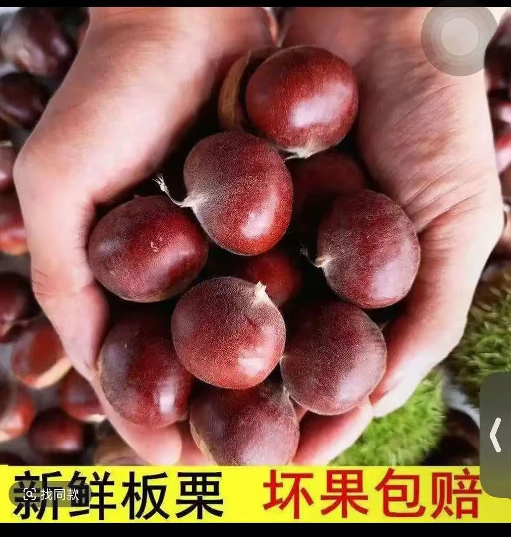 【买三斤送两斤】现摘现发老品种板栗好剥皮香糯可口