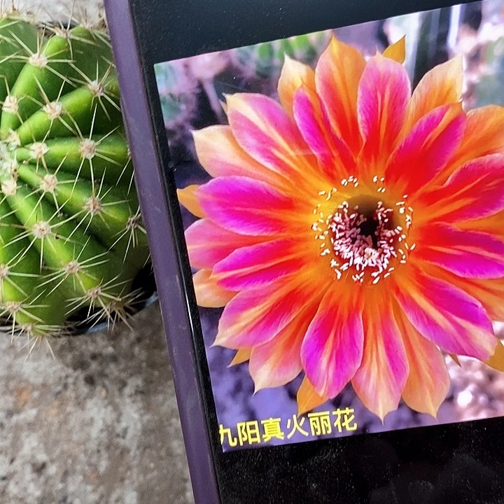 九阳丽花仙人球，25789