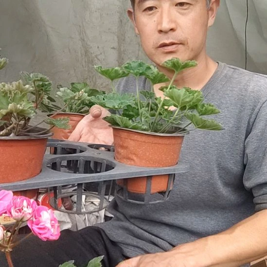 无花朵卡拉，莱娜，摩洛哥，玛雅