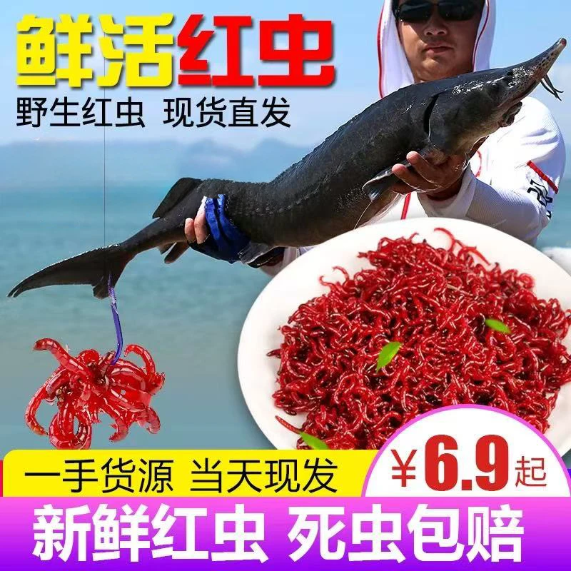【精品公虫】鲜活红虫!死虫包赔!可保存7-15天 全国1-2天到货!A2