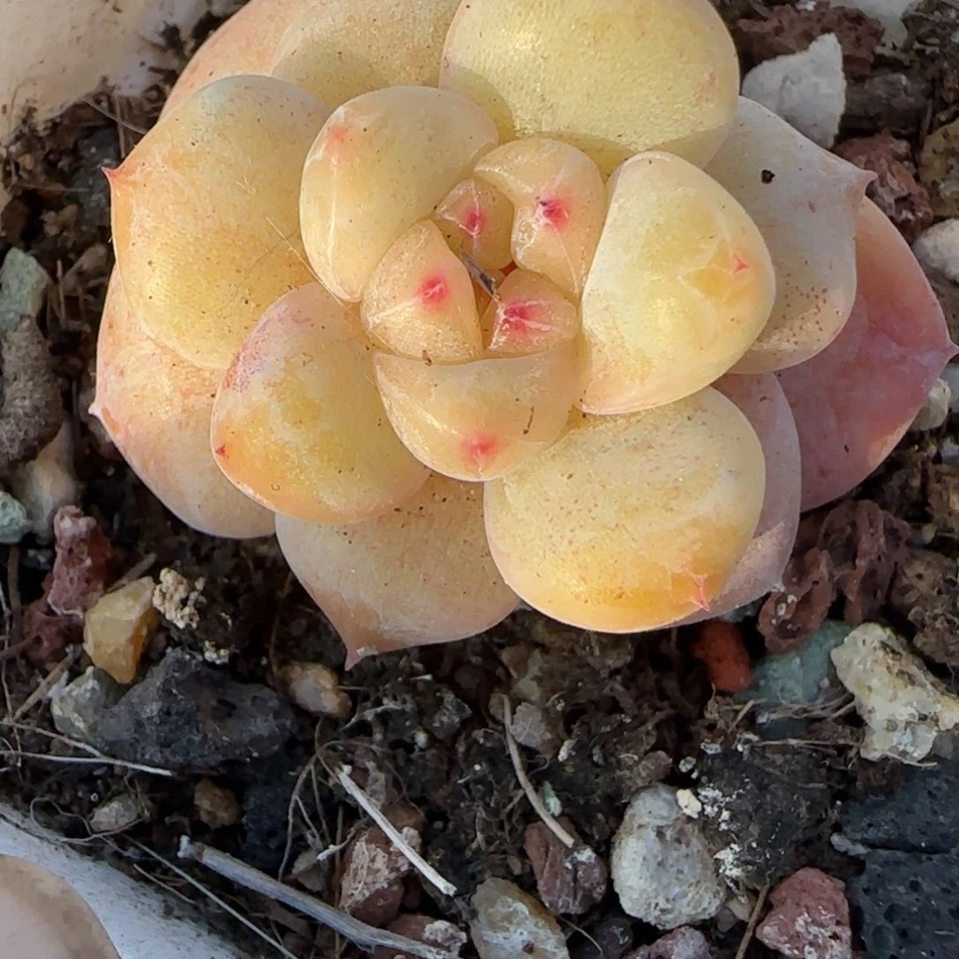 多肉小卡拉米糖心一物一拍